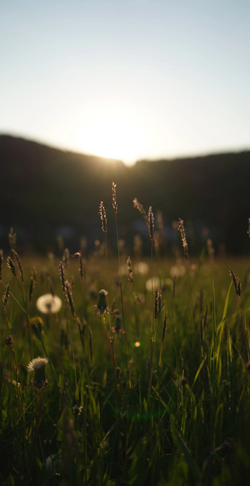 Wiese mit Gräsern im Gegenlicht der untergehenden Sonne